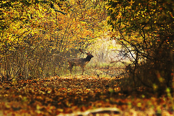 Image showing deer buck crossing forest road