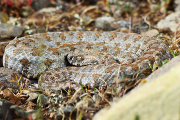 Image showing milos viper basking in natural environment