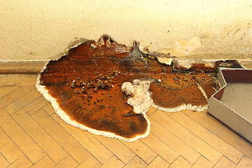 Image showing fruiting body of dry rot growing on parquet