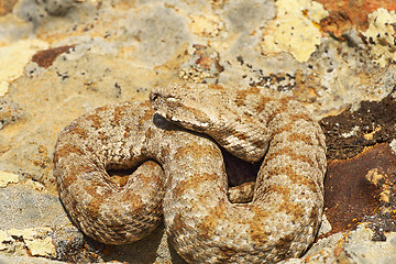 Image showing beautiful milos viper basking in natural environment