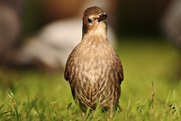 Image showing young and curious common starling