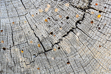 Image showing wood borers attack on old wood beam