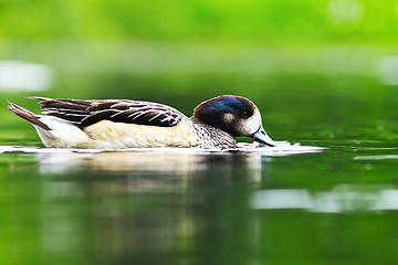 Image showing beautiful wild duck on pond