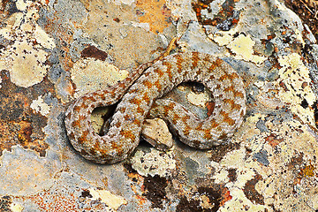 Image showing rarest venomous european snake, the Milos viper