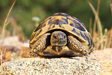 Image showing greek turtoise, full length animal in natural environment