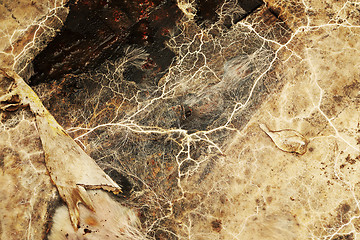 Image showing detail of Serpula lacrymans mycelium