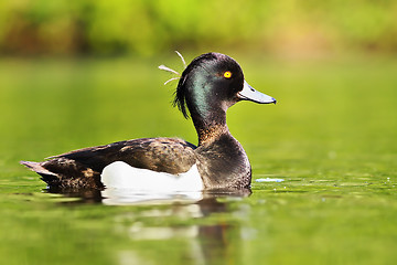 Image showing beautiful tufted duck male on pond