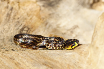 Image showing juvenile aesculapian snake basking on wood stump