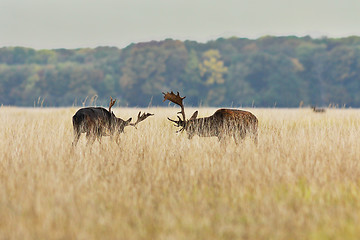 Image showing fallow deer bucks fighting in mating season