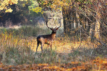 Image showing fallow deer looking at camera