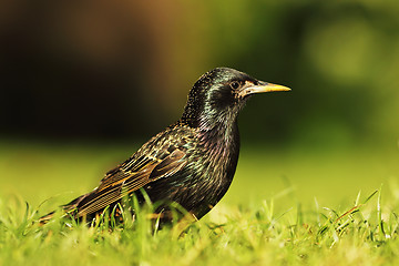 Image showing full length common starling