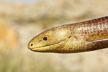 Image showing closeup of Pseudopodus apodus head