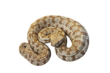 Image showing isolated Macrovipera lebetina schweizeri