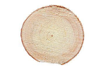 Image showing textural cross section on spruce log