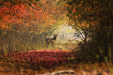 Image showing curious deer looking towards the photographer