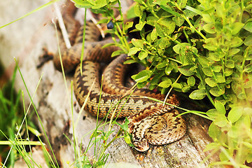 Image showing two females common vipers basking together on a stump