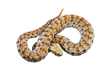 Image showing isolated blunt nosed adder