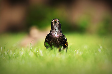 Image showing Sturnus vulgaris looking at the camera