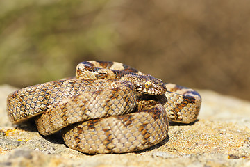 Image showing full length juvenile cat snake