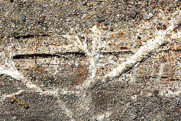 Image showing Serpula lacrymans mycelium on wood