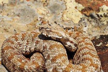 Image showing beautiful Milos viper closeup