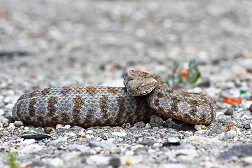 Image showing aggressive Macrovipera lebetina schweizeri