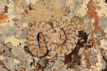 Image showing Macrovipera lebetina basking on a rock in natural environment