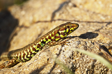 Image showing Milos wall lizard closeup