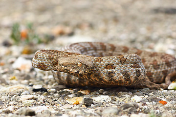 Image showing aggressive blunt nose viper