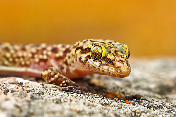 Image showing Hemidactylus turcicus or mediterranean house gecko