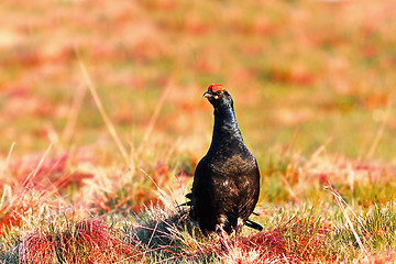 Image showing black grouse cock in mating season