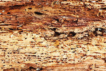 Image showing rough texture of wood destroyed by boring insects