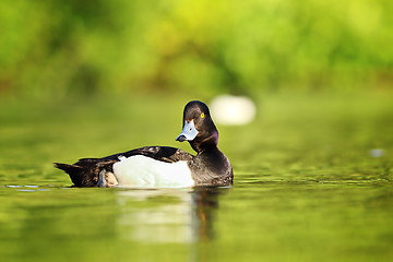 Image showing cute tufted duck drake