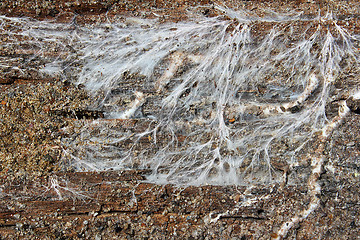 Image showing fungus mycelium decaying wood beam