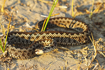 Image showing full length moldavian meadow viper