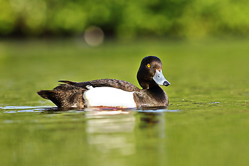 Image showing cute tufted duck drake swimming on lake 1