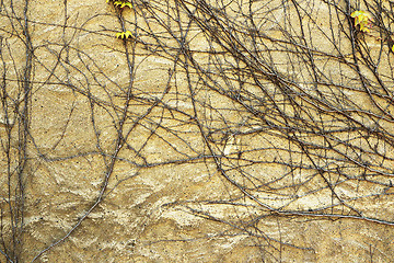 Image showing ivy roots on plaster wall