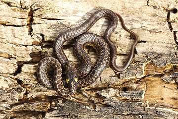 Image showing full length juveline aesculapian snake