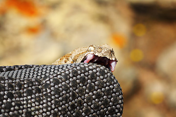 Image showing dangerous milos viper biting on herpetologist glove