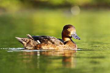 Image showing female tufted duck floating on water surface