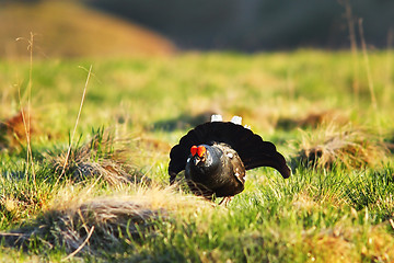 Image showing aggressive black grouse in mating season