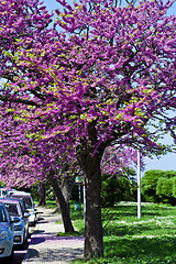 Image showing Trees with fresh pink flowers in the morning sunlight. 