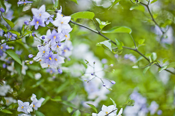 Image showing Blue summer flowers. Blossoms and green leaves.