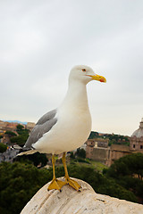 Image showing Macro portrait of seagull