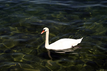 Image showing Swan