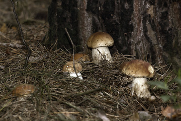 Image showing Mushrooms in the woods