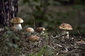 Image showing Mushrooms in the woods