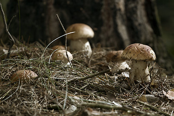 Image showing Mushrooms in the woods