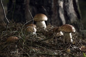 Image showing Mushrooms in the woods