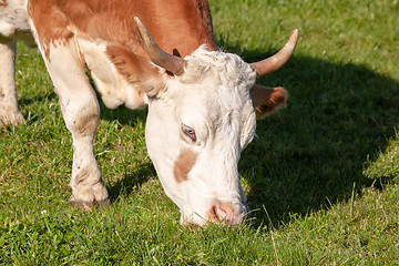 Image showing cow in the green grass